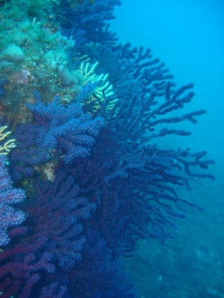  Immersioni a Bormes les Mimosas 